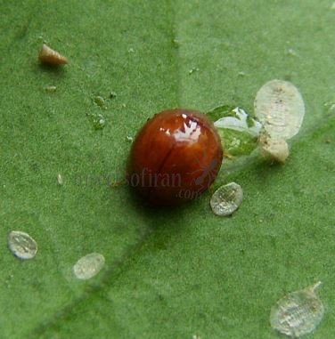 Delphastus berryi-13