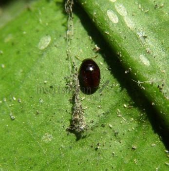 Diomus westerduijni -1