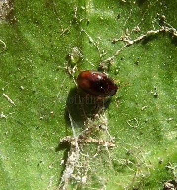 Diomus westerduijni -3