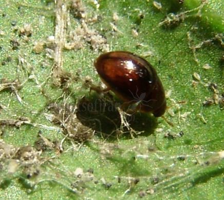 Diomus westerduijni -4