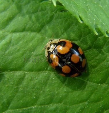 Adalia decempunctata -8