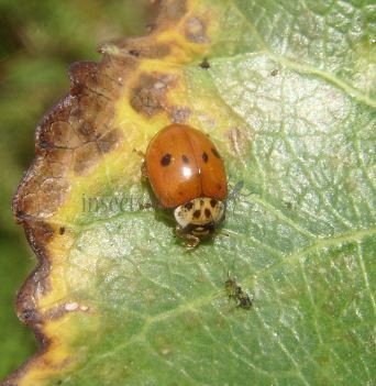 Harmonia axyridis-1