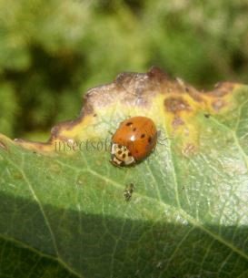 Harmonia axyridis-2