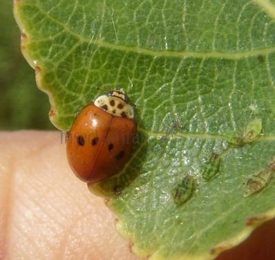 Harmonia axyridis-3