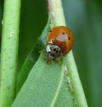 Harmonia axyridis-6