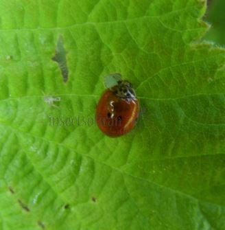 Harmonia axyridis-7