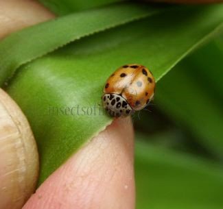 Harmonia quadripunctata -2