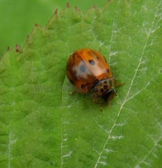 Harmonia quadripunctata-3