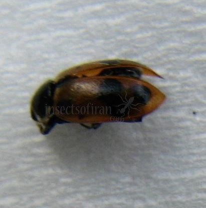 Hippodamia septemmaculata