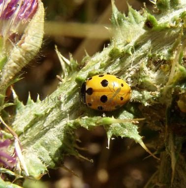 Hippodamia sp