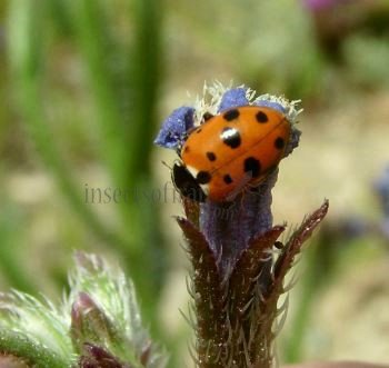 Hippodamia undecimnotata