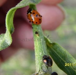 Hippodamia variegata- 1