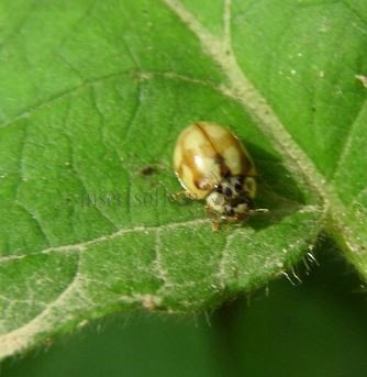 Adalia bipunctata -2