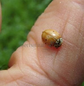 Adalia decempunctata -10