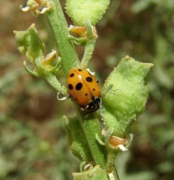 Hippodamia variegata -4