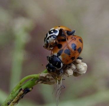 Hippodamia variegata -5