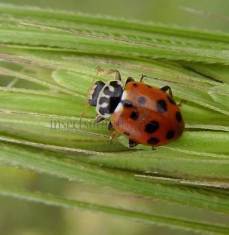 Hippodamia variegata -7