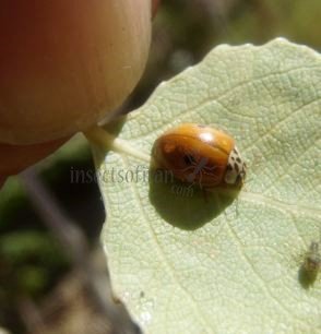 Adalia decempunctata -11