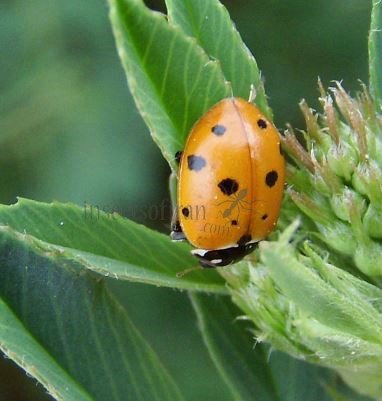 Hippodamia variegata -15