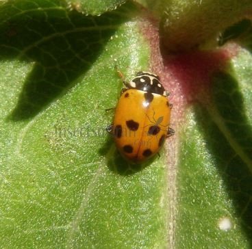 Hippodamia variegata -16