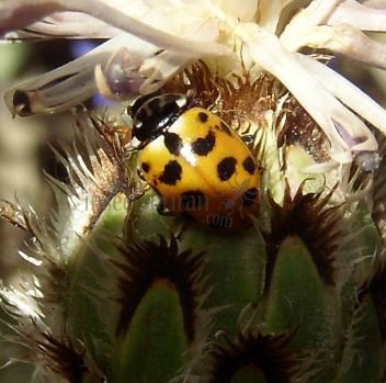 Hippodamia variegata -17