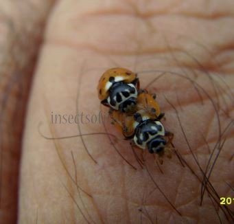 Hippodamia variegata -19