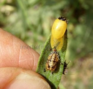 Hippodamia variegata 20
