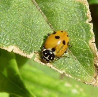 Hippodamia variegata- 26