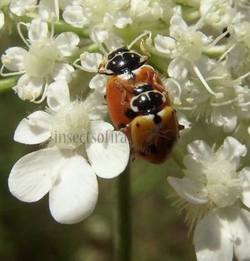 Hippodamia variegata -28