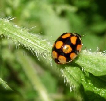 Adalia decempunctata -13
