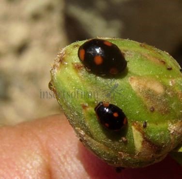 Hyperaspis campestris-4