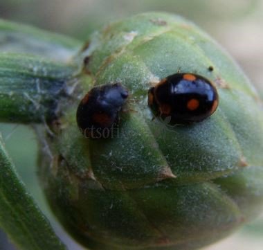 Hyperaspis campestris-5