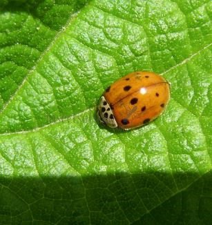 Adalia decempunctata -14