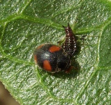 Nephus quadrimaculatus -4