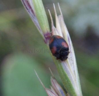 Nephus quadrimaculatus 5