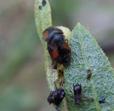Nephus quadrimaculatus-8