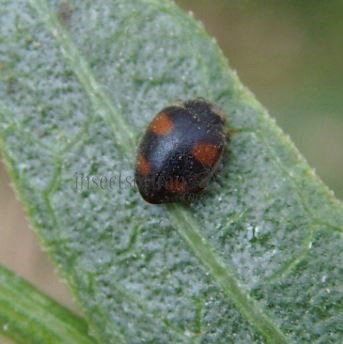 Nephus quadrimaculatus-9