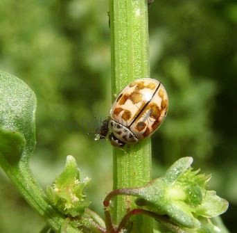 Oenopia conglobata -1