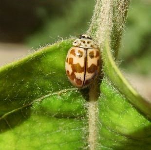 Oenopia conglobata -3