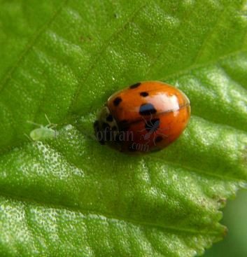 Adalia decempunctata -15