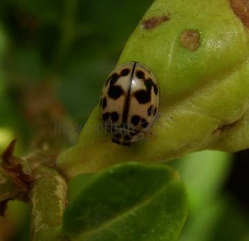 Oenopia conglobata -5
