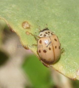 Adalia decempunctata -17
