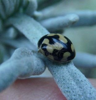 Propylea quattordecimpunctata -9
