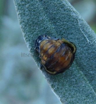 Propylea quattordecimpunctata -10