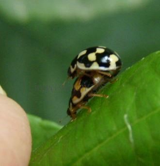 Propylea quattordecimpunctata -11