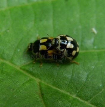 Propylea quattordecimpunctata -12