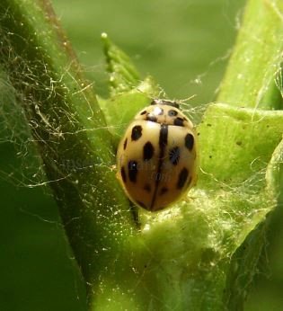 Propylea quattordecimpunctata -15
