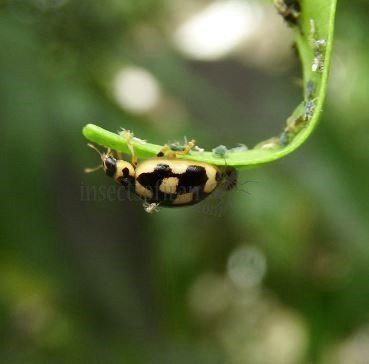 Propylea quattordecimpunctata -16