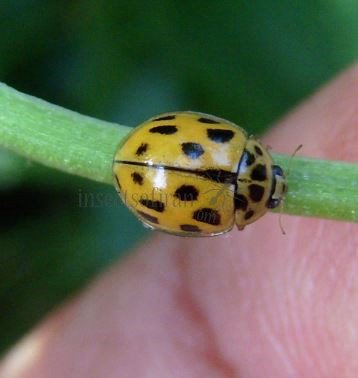 Propylea quattordecimpunctata -16