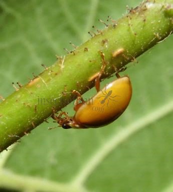 Adalia decempunctata -18